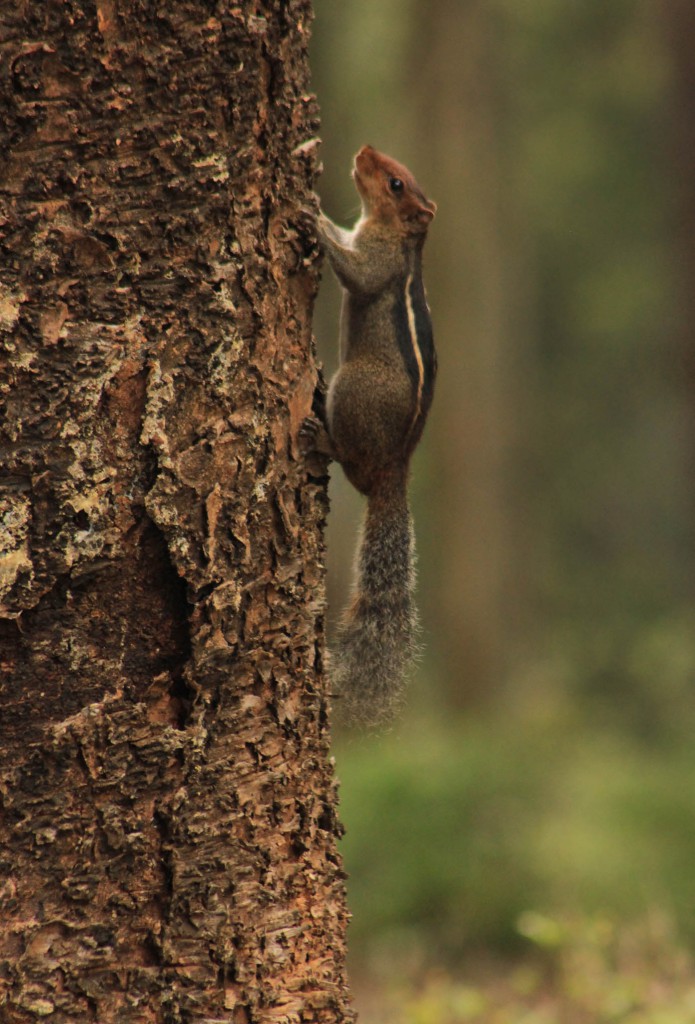 pollachi papyrus, pollachi roads, pollachi trees, trees of pollachi, urban canopy, karthikeyan srinivasan, save our trees, road widening, road expansion, importance of roadside trees,  indian palm squirrel