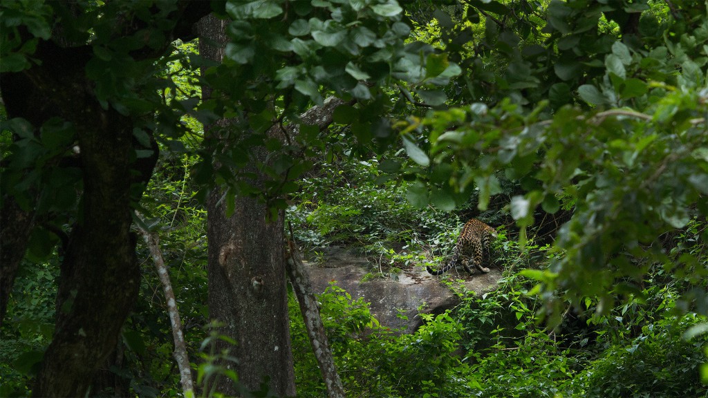 topslip, trekking, pollachi, pollachi papyrus, leopard, safari, pug marks, activities to do, forest, tell tale signs, wildlife sighting, topslip blog, pollachi blog, responsible tourism, eco tourism, thadam experiences, valparai, sethumadai, bird watching, langurs, great indian hornbill, 