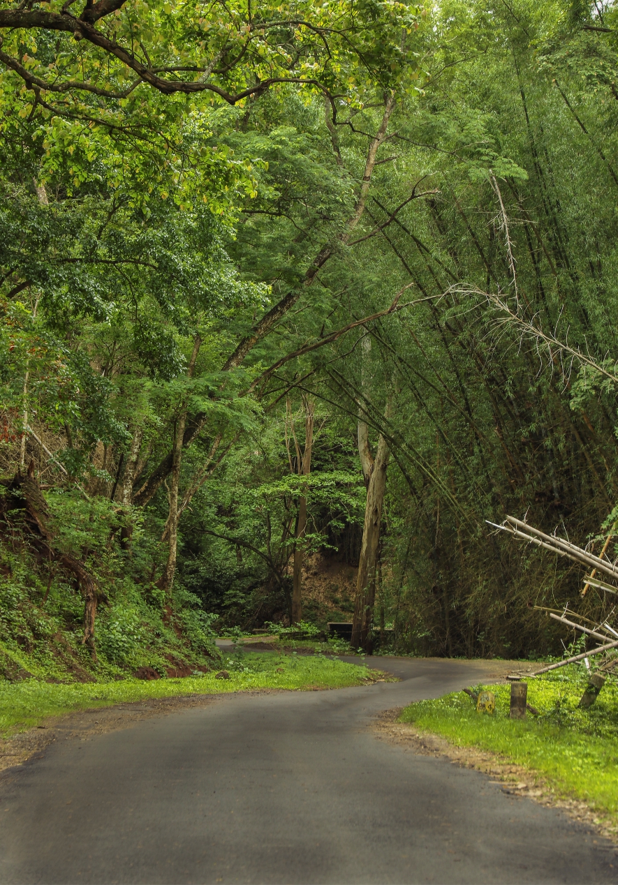 Deep Forest Stay Reserve Topslip Wild Life