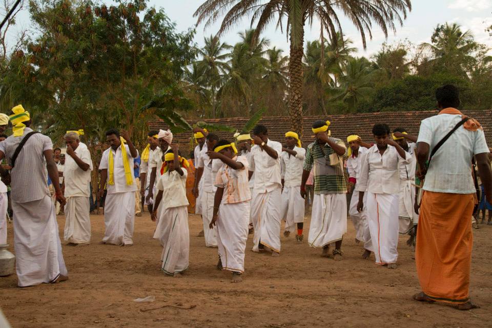 cattle festival, kongunaadu cattle festival, pollachi cattle festival, samathur, kongunaatu kaalnadai thiruvizha, vanavarayar foundation, native cattle, kangeyam bulls, stallion, horses, vanavarayar, cockrels,