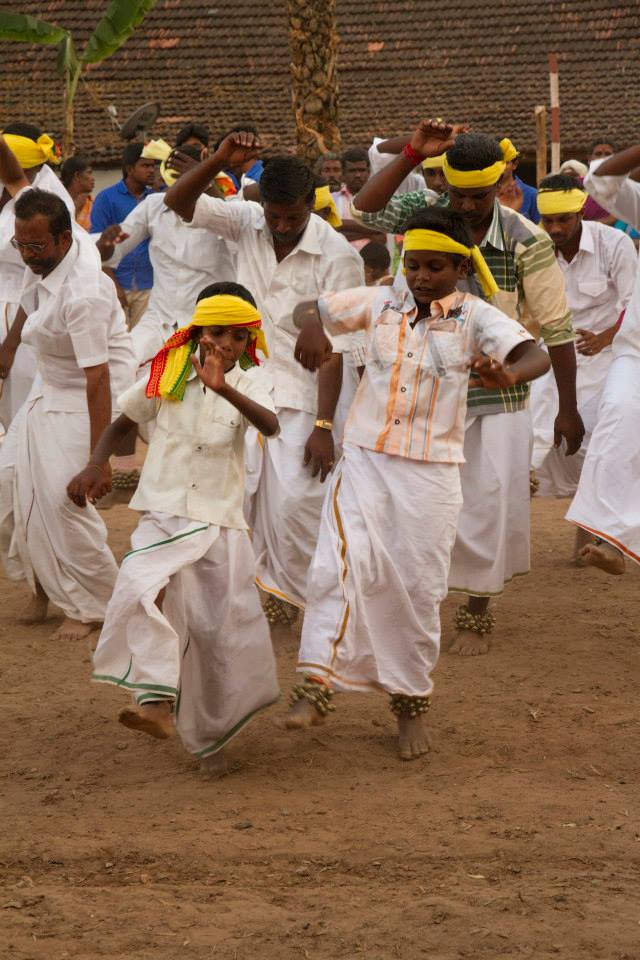 cattle festival, kongunaadu cattle festival, pollachi cattle festival, samathur, kongunaatu kaalnadai thiruvizha, vanavarayar foundation, native cattle, kangeyam bulls, stallion, horses, vanavarayar, cockrels, 