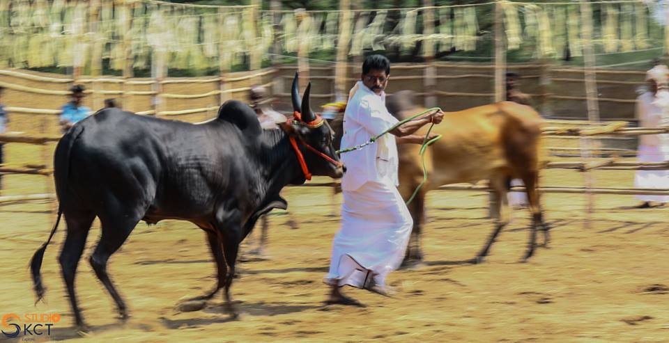 cattle festival, kongunaadu cattle festival, pollachi cattle festival, samathur, kongunaatu kaalnadai thiruvizha, vanavarayar foundation, native cattle, kangeyam bulls, stallion, horses, vanavarayar, cockrels, 