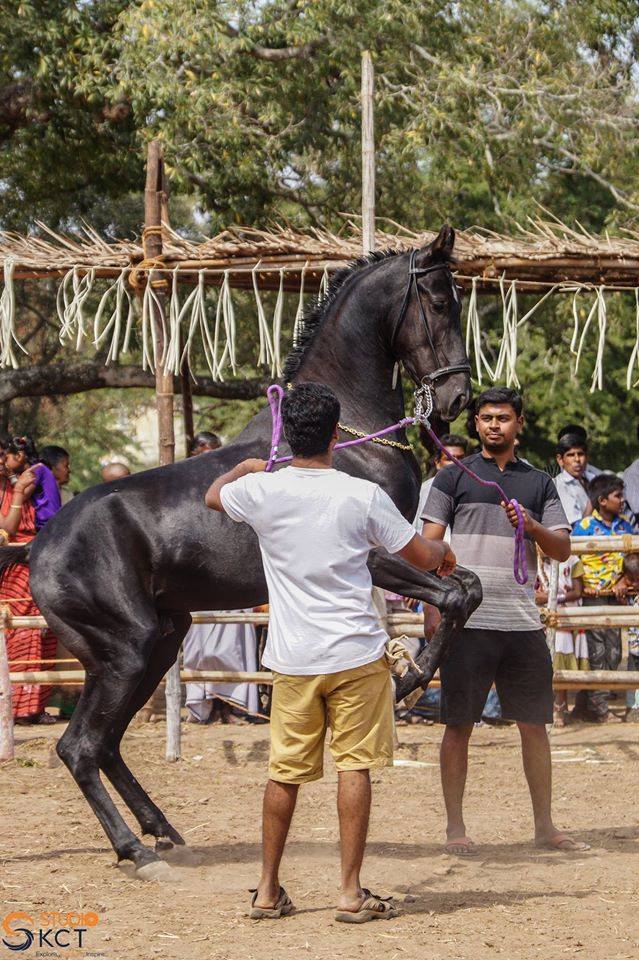 cattle festival, kongunaadu cattle festival, pollachi cattle festival, samathur, kongunaatu kaalnadai thiruvizha, vanavarayar foundation, native cattle, kangeyam bulls, stallion, horses, vanavarayar, cockrels, 