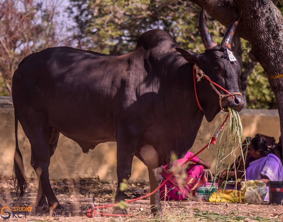 cattle festival, kongunaadu cattle festival, pollachi cattle festival, samathur, kongunaatu kaalnadai thiruvizha, vanavarayar foundation, native cattle, kangeyam bulls, stallion, horses, vanavarayar, cockrels,