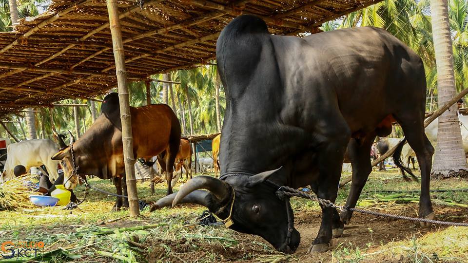 cattle festival, kongunaadu cattle festival, pollachi cattle festival, samathur, kongunaatu kaalnadai thiruvizha, vanavarayar foundation, native cattle, kangeyam bulls, stallion, horses, vanavarayar, cockrels,