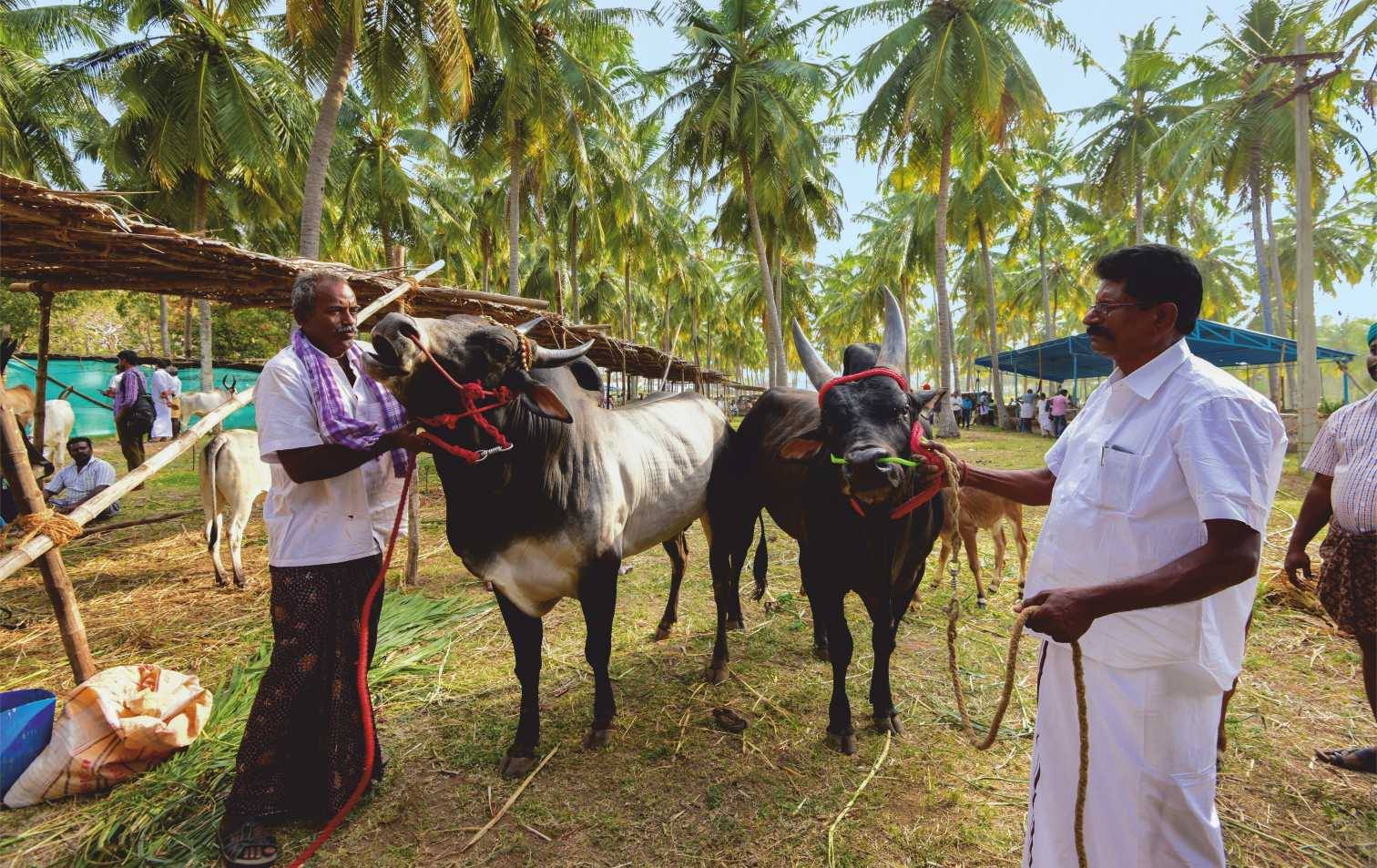 cattle festival, kongunaadu cattle festival, pollachi cattle festival, samathur, kongunaatu kaalnadai thiruvizha, vanavarayar foundation, native cattle, kangeyam bulls, stallion, horses, vanavarayar, cockrels, 