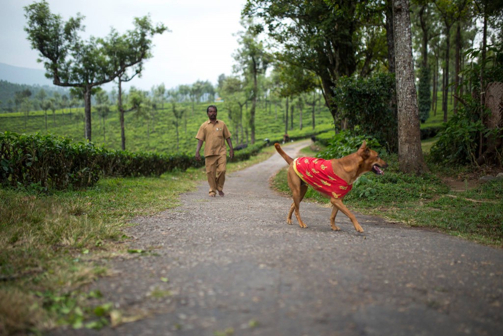 people of pollachi, valparai, companion, co existence, electrician, pollachi papyrus, pollachi news, valparai news,