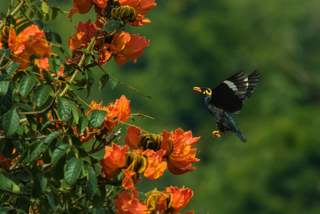 Great Pied Hornbills, Valparai, Hornbills, great indian hornbills, bird watching at Valparai, thadam experiences, pollachi papyrus, hill myna
