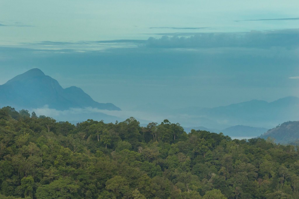 Great Pied Hornbills, Valparai, Hornbills, great indian hornbills, bird watching at Valparai, thadam experiences, pollachi papyrus,