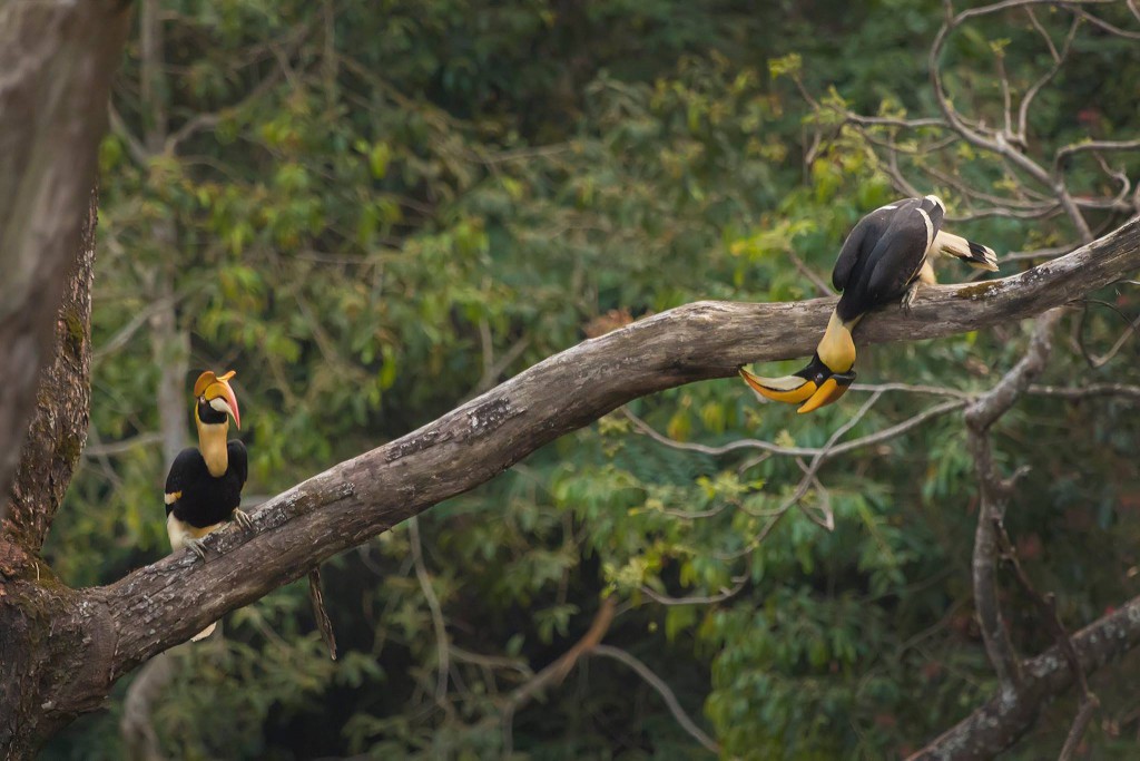 Great Pied Hornbills, Valparai, Hornbills, great indian hornbills, bird watching at Valparai, thadam experiences, pollachi papyrus,