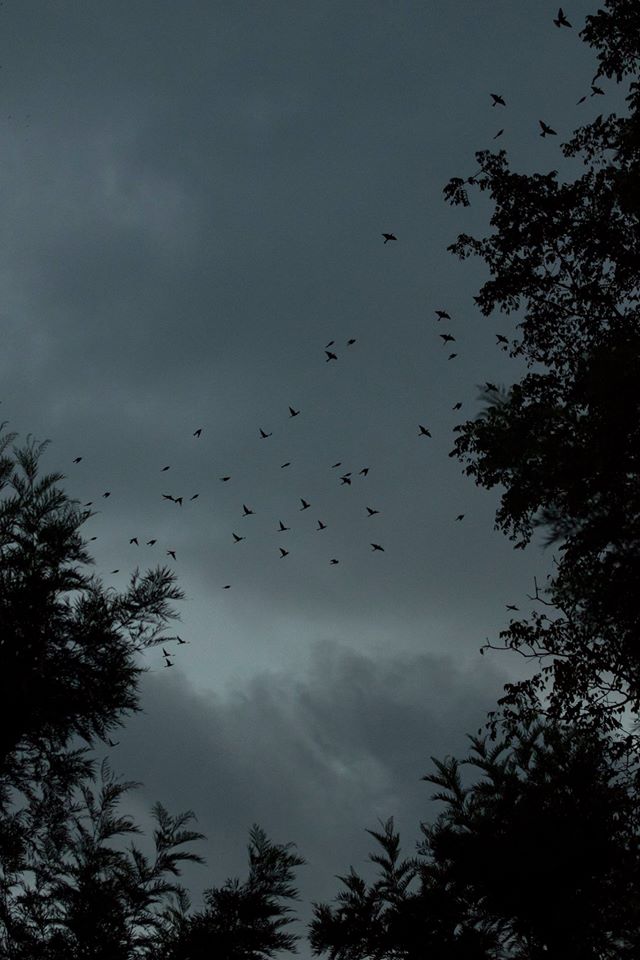Silhouette of a flock of Chestnut headed bee eaters trying to settle down for the night | Image - Keerthana Balaji