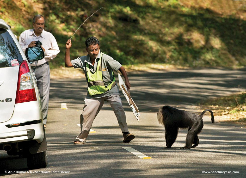 Lion Tailed Macaque, LTM, Pollachi Papyrus, Icons of Anamalais, Anamalai Tiger Reserve, primate, puthuthottam, valparai,