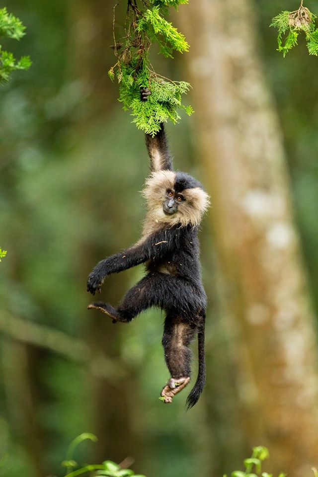 Lion Tailed Macaque, LTM, Pollachi Papyrus, Icons of Anamalais, Anamalai Tiger Reserve, primate, puthuthottam, valparai,