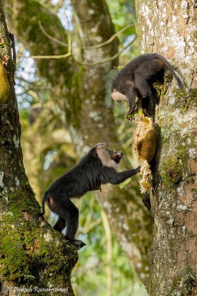 Lion Tailed Macaque, LTM, Pollachi Papyrus, Icons of Anamalais, Anamalai Tiger Reserve, primate, puthuthottam, valparai,