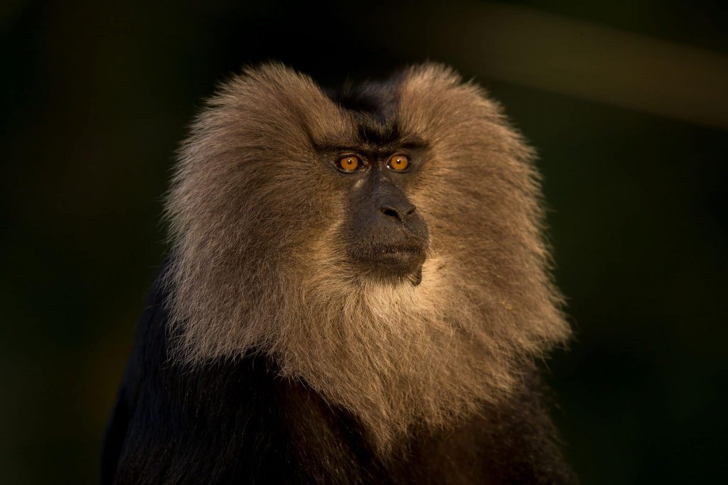 Lion Tailed Macaque, LTM, Pollachi Papyrus, Icons of Anamalais, Anamalai Tiger Reserve, primate, puthuthottam, valparai,