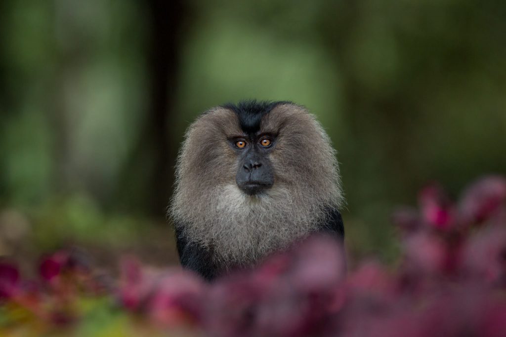 Lion Tailed Macaque, LTM, Pollachi Papyrus, Icons of Anamalais, Anamalai Tiger Reserve, primate, puthuthottam, valparai,