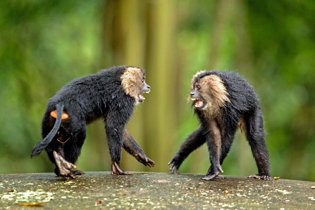 Lion Tailed Macaque, LTM, Pollachi Papyrus, Icons of Anamalais, Anamalai Tiger Reserve, primate, puthuthottam, valparai,