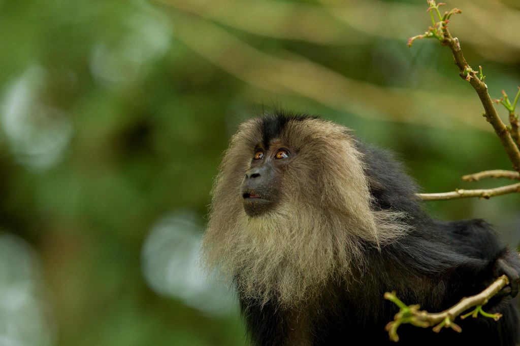 Lion Tailed Macaque, LTM, Pollachi Papyrus, Icons of Anamalais, Anamalai Tiger Reserve, primate, puthuthottam, valparai,