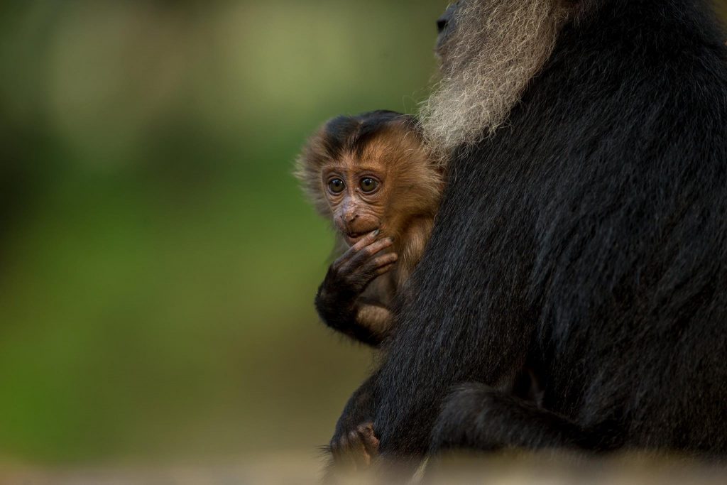 Lion Tailed Macaque, LTM, Pollachi Papyrus, Icons of Anamalais, Anamalai Tiger Reserve, primate, puthuthottam, valparai,