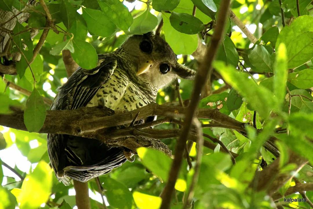 Spotbellied Eagle Owl, pollachi, pollachi papyrus, anamalais, anamalai tiger reserve, chinnar, valparai, topslip, sethumadai, birding, bird watching, photogrpahy, wildlife photography