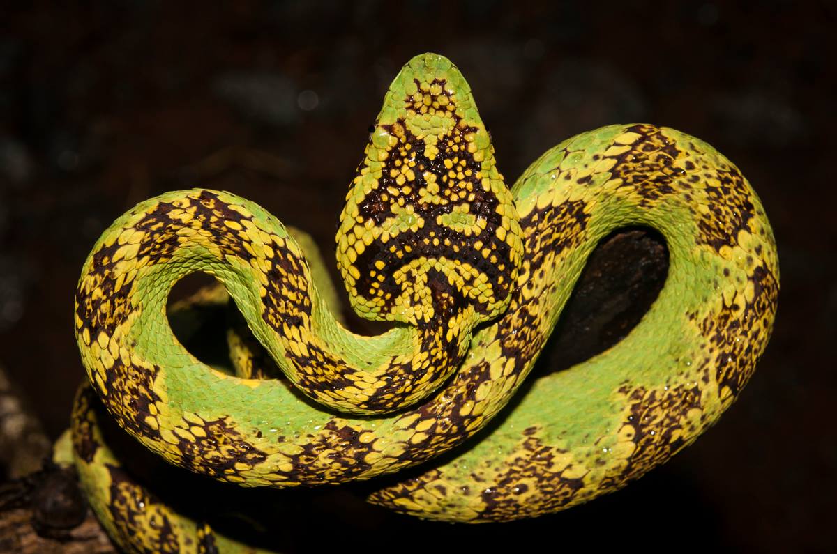 Trimeresurus malabaricus, Malabar pit viper, venomous, snakes, altaghat, endemic, frogs, pollachi papyrus, thadam experiences, field herp adventures, wildlife photography, herping tours, herping photography