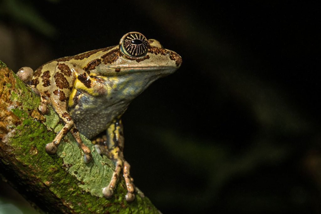 Ghatixalus Astrops, critically endangered, altaghat, endemic, frogs, pollachi papyrus, thadam experiences, field herp adventures, wildlife photography, herping tours, herping photography