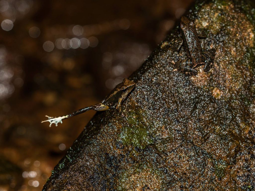 Micrixalus, dancing frogs, critically endangered, altaghat, endemic, frogs, pollachi papyrus, thadam experiences, field herp adventures, wildlife photography, herping tours, herping photography