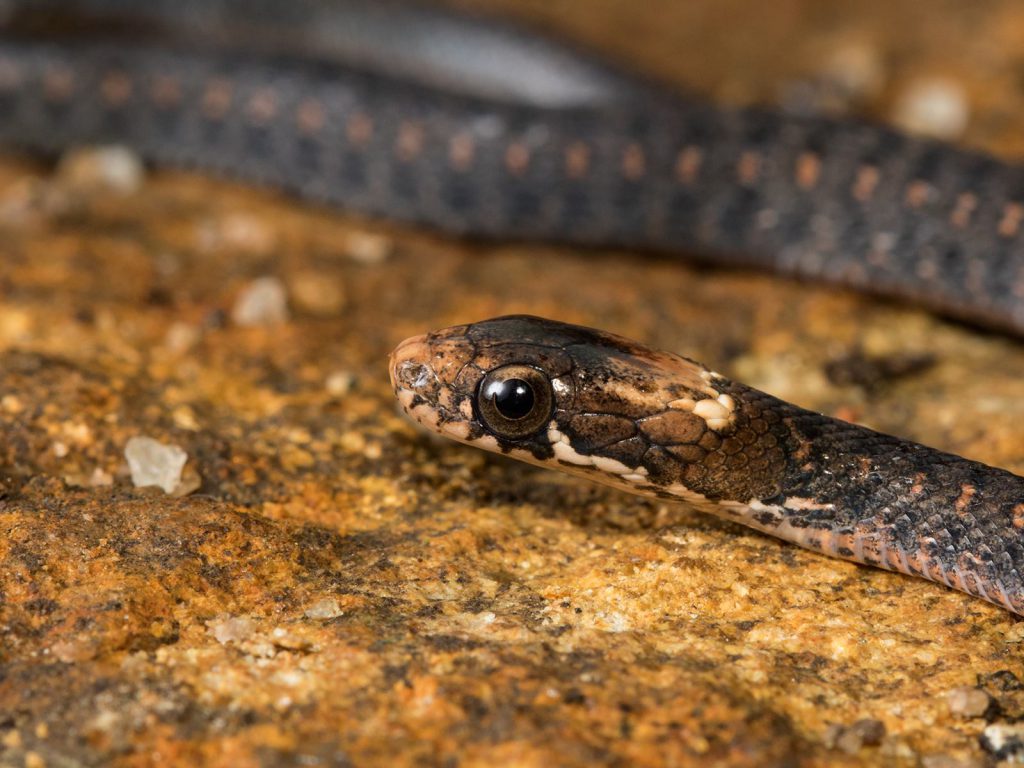 Beddomme's Keelback, venomous, Rhacophrous Pseudomalabaricus, snakes, altaghat, endemic, frogs, pollachi papyrus, thadam experiences, field herp adventures, wildlife photography, herping tours, herping photography