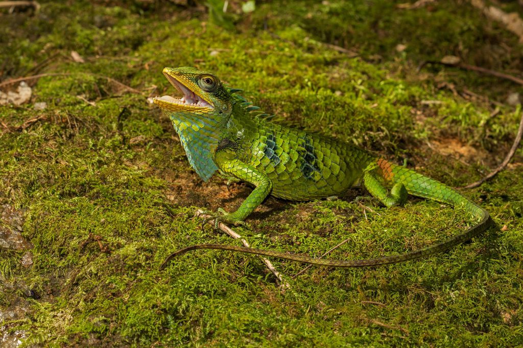 Calotes grandisquamis, large-scaled forest lizard, lizard, altaghat, endemic, frogs, pollachi papyrus, thadam experiences, field herp adventures, wildlife photography, herping tours, herping photography