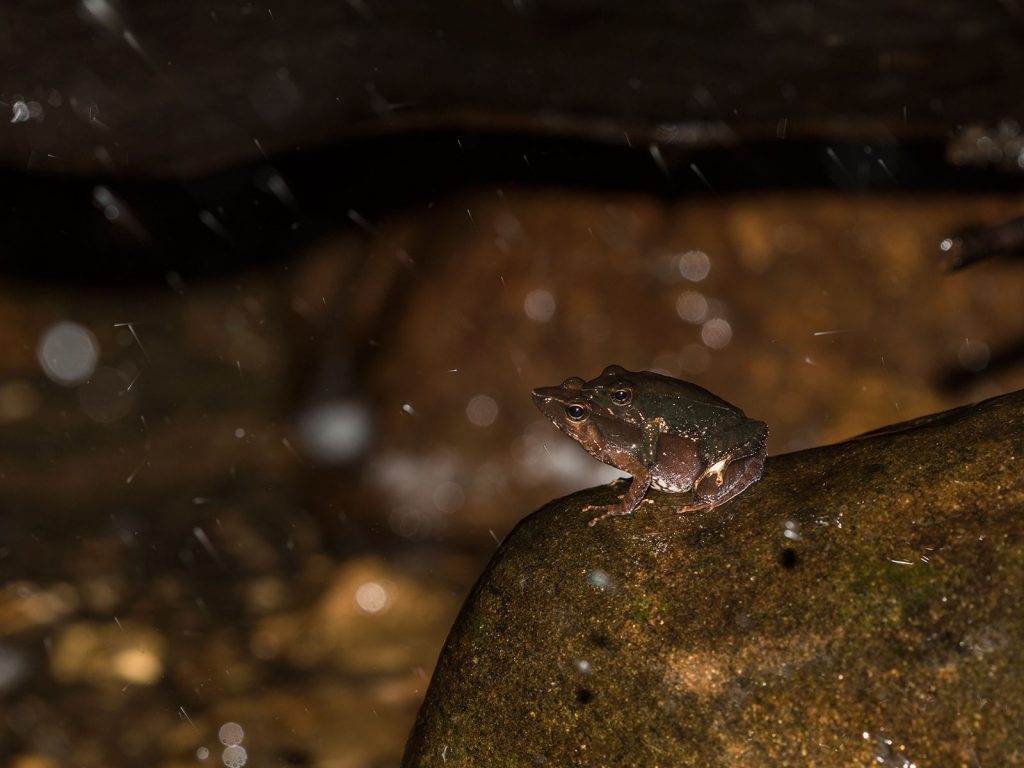 Micrixalus, dancing frogs, critically endangered, altaghat, endemic, frogs, pollachi papyrus, thadam experiences, field herp adventures, wildlife photography, herping tours, herping photography
