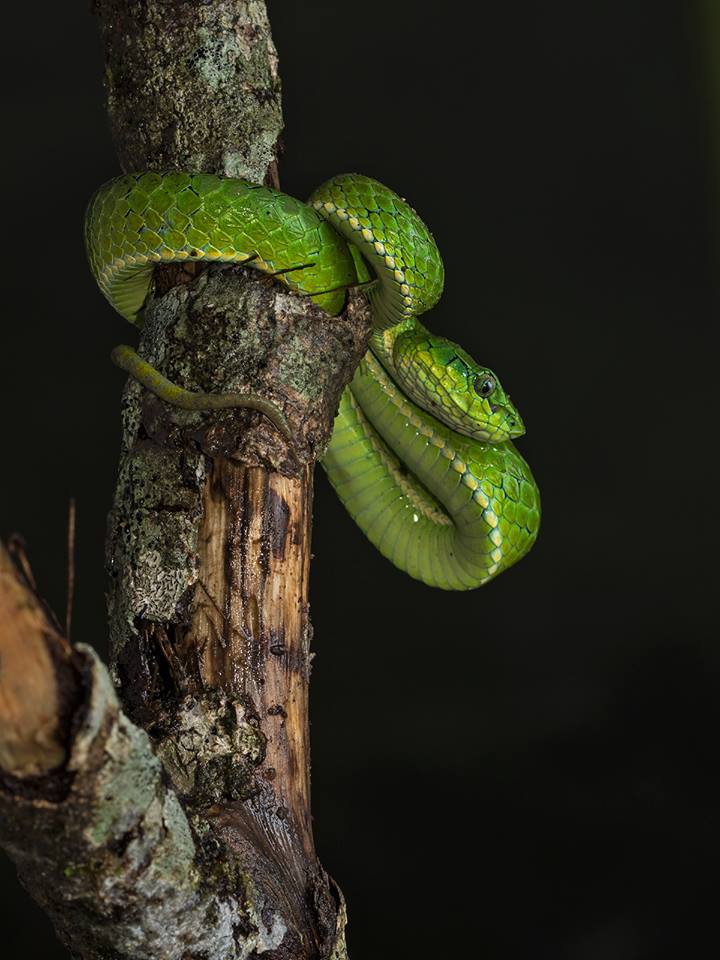 Trimeresurus macrolepis, large scaled pit viper, venomous, Rhacophrous Pseudomalabaricus, snakes, altaghat, endemic, frogs, pollachi papyrus, thadam experiences, field herp adventures, wildlife photography, herping tours, herping photography