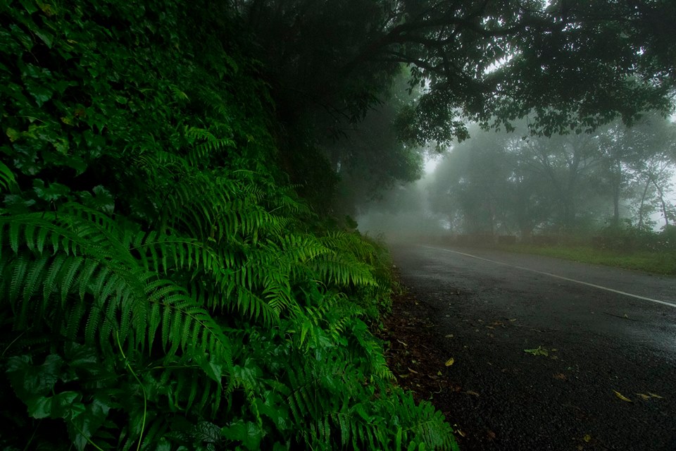 Nelliyampathy, places of attraction, pollachi papyrus, monsoon, waterfalls, rainforest, nemmara, places to visit near pollachi, greenland, POABS, places to stay in nelliyampathy, resorts in nelliyampathy, kalari kovilakom, kollengode