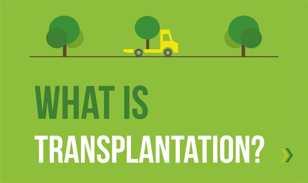 Tree Transplantation Pollachi