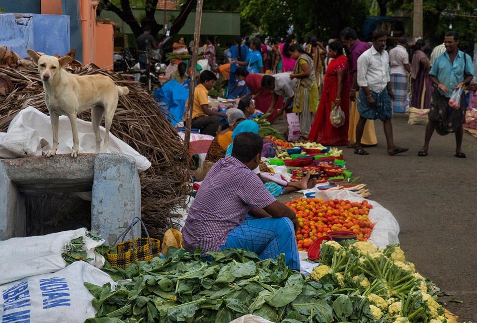 Puliyampatti Sandhai, pollachi sandhai, pollachi weekly market, pollachi market, vegetable market, flee market, friday market, pollachi papyrus, weekly market, photo walk