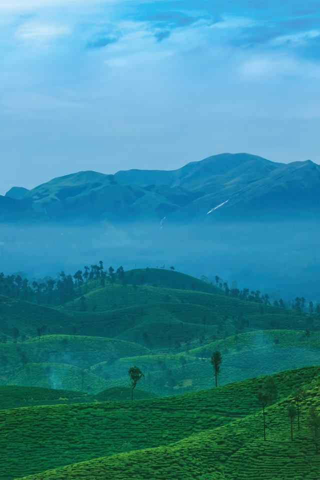 Nallamudi Poonjolai, Nallamudi, Poonjolai, Nallamudi View Point, Valparai, Pollachi, Pollachi Papyrus, Anamalai Tiger Reserve, Anamalais, tea estate, view point, places to see in valparai, place of attractions, pollachi tourism