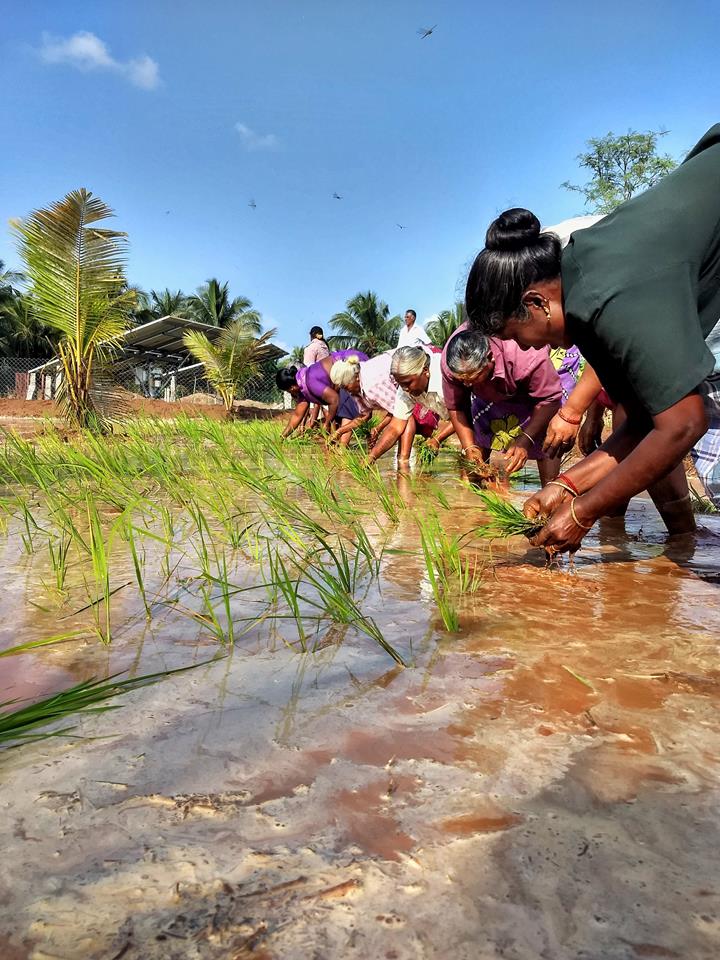 Pollachi Papyrus, Winnowing, People of Pollachi, paddy fields, paddy cultivation, native occupation, farming, agriculture, rice making, harvest season, harvest, rice cultivation, tradition