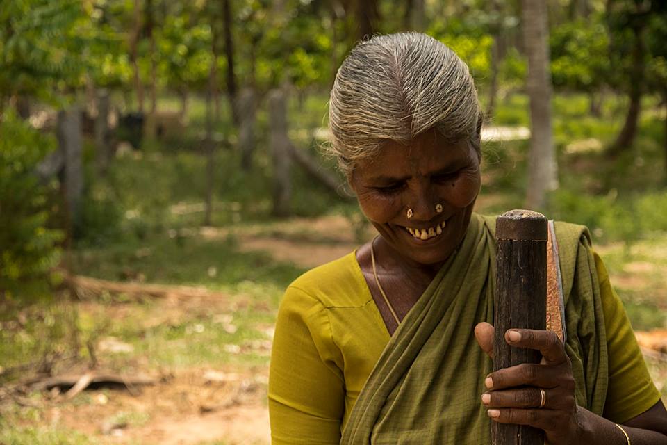 Pollachi Papyrus, Winnowing, People of Pollachi, paddy fields, paddy cultivation, native occupation, farming, agriculture, rice making, harvest season, harvest, rice cultivation, tradition