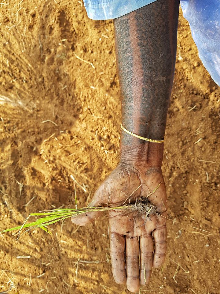 Pollachi Papyrus, Winnowing, People of Pollachi, paddy fields, paddy cultivation, native occupation, farming, agriculture, rice making, harvest season, harvest, rice cultivation, tradition