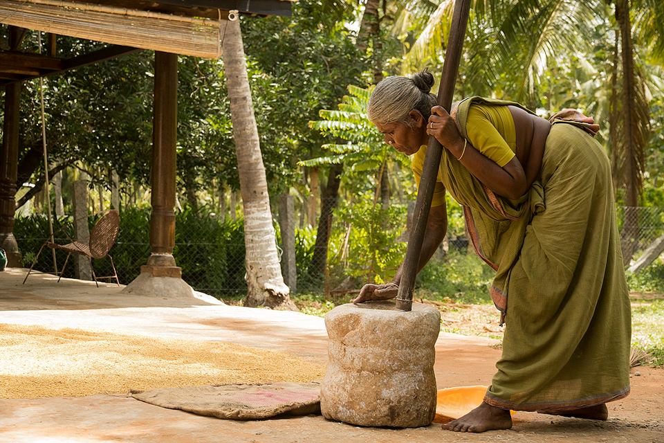 Pollachi Papyrus, Winnowing, People of Pollachi, paddy fields, paddy cultivation, native occupation, farming, agriculture, rice making, harvest season, harvest, rice cultivation, tradition