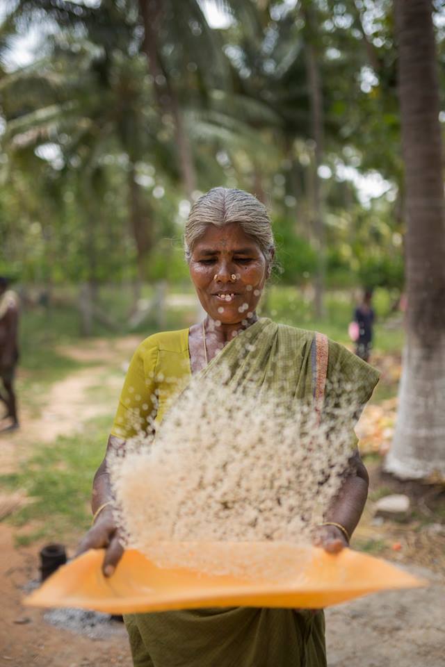 Pollachi Papyrus, Winnowing, People of Pollachi, paddy fields, paddy cultivation, native occupation, farming, agriculture, rice making, harvest season, harvest, rice cultivation, tradition