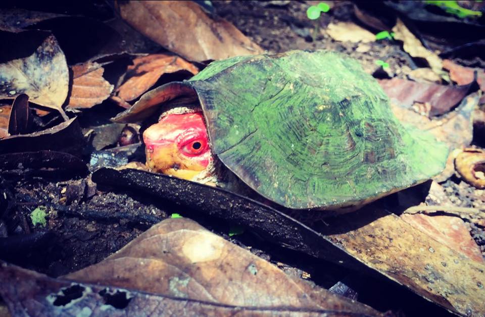 trekking, topslip, anamalais, anamalai tiger Reserve, wildlife, kochi cane turtle, cochin cane turtle, turtle, monsoon, pollachi, pollachi papyrus, thadam experiences