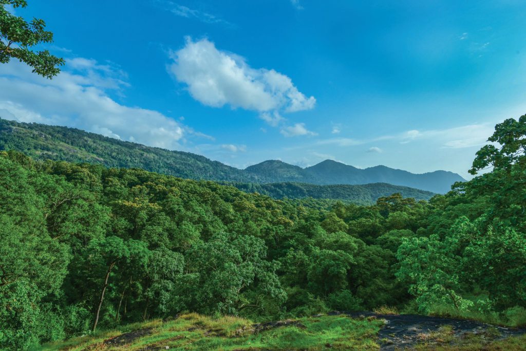 Deep Forest Stay Reserve Topslip Wild Life, Forest Stay In Tree Top  Anamalai Tiger Reserve