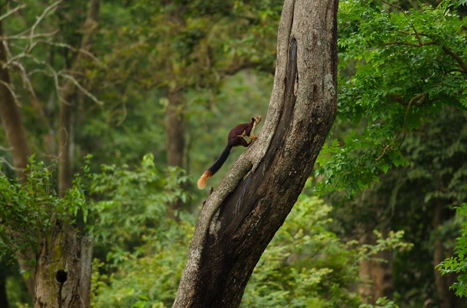 Malabar Giant Squirrel, icons of anamalais, pollachi papyrus, squirrel, western ghats, valparai, topslip, manomboly, chinnar, anamalai tiger reserve, sethumadai, wildlife photography, ratufa indica,