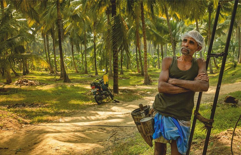 neera, neera tapping, nira, palm nectar, coconut, tree climbing, people of pollachi, pollachi, pollachi papyrus, village, rural india