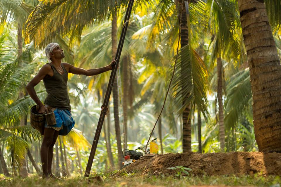 neera, neera tapping, nira, palm nectar, coconut, tree climbing, people of pollachi, pollachi, pollachi papyrus, village, rural india