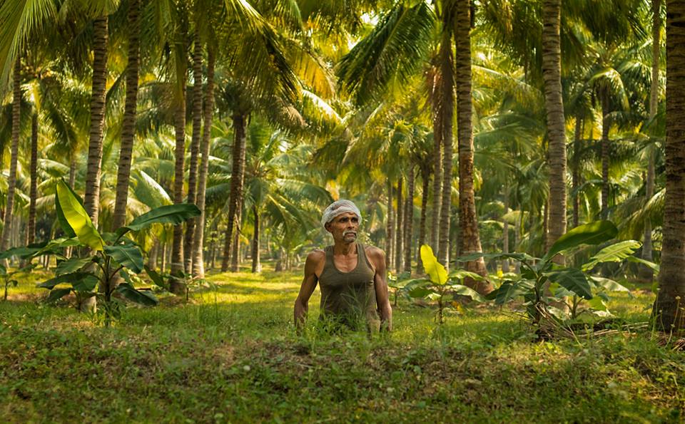 neera, neera tapping, nira, palm nectar, coconut, tree climbing, people of pollachi, pollachi, pollachi papyrus, village, rural india