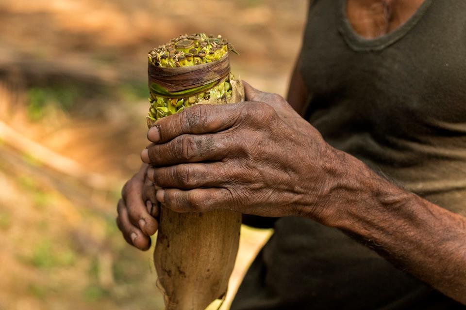 neera, neera tapping, nira, palm nectar, coconut, tree climbing, people of pollachi, pollachi, pollachi papyrus, village, rural india