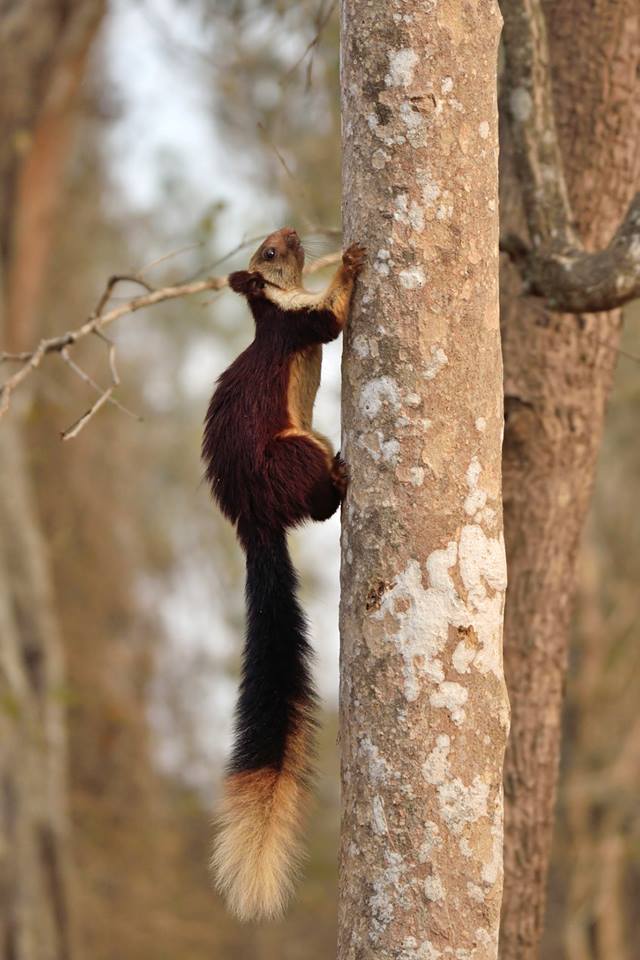 Malabar Giant Squirrel, icons of anamalais, pollachi papyrus, squirrel, western ghats, valparai, topslip, manomboly, chinnar, anamalai tiger reserve, sethumadai, wildlife photography, ratufa indica,