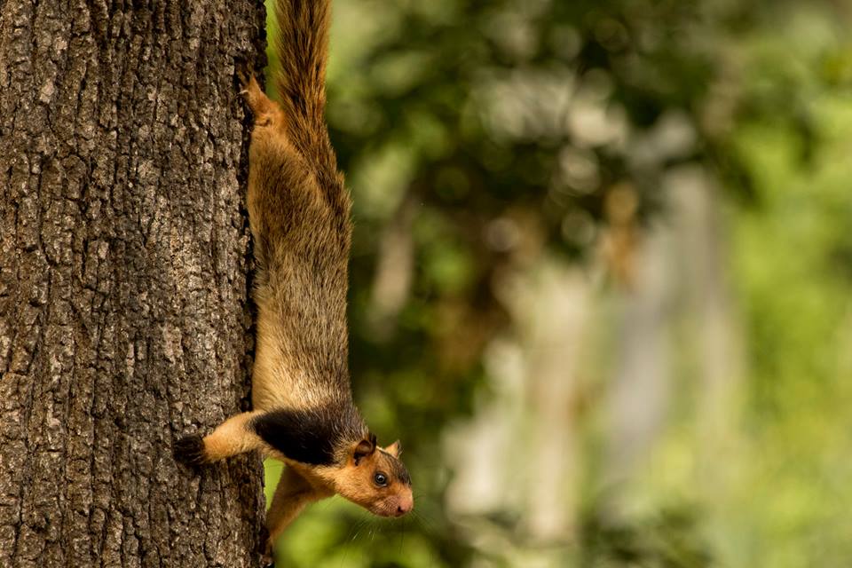 Grizzled Giant Squirrel, Malabar Giant Squirrel, icons of anamalais, pollachi papyrus, squirrel, western ghats, valparai, topslip, manomboly, chinnar, anamalai tiger reserve, sethumadai, wildlife photography, ratufa indica,