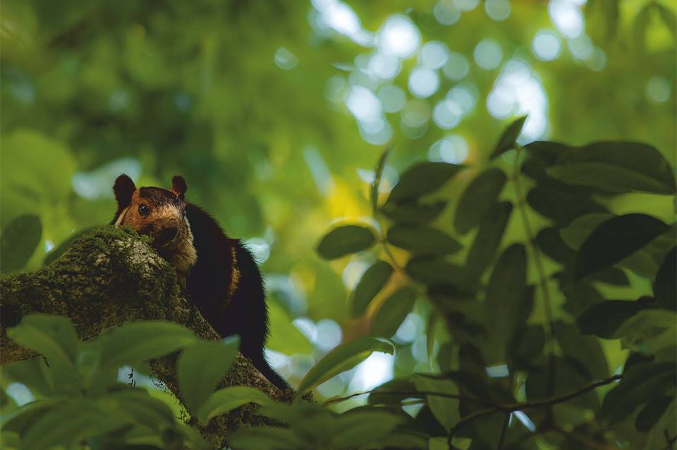 Malabar Giant Squirrel, icons of anamalais, pollachi papyrus, squirrel, western ghats, valparai, topslip, manomboly, chinnar, anamalai tiger reserve, sethumadai, wildlife photography, ratufa indica,